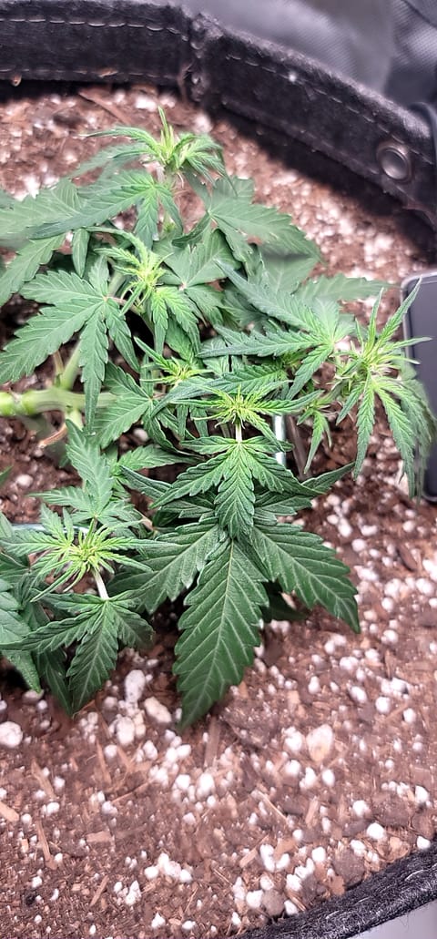 Number Two. Lola — flower, day 48