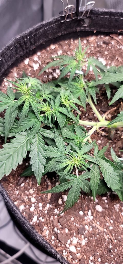 Number Two. Lola — flower, day 48
