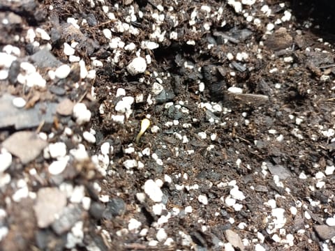 first grow