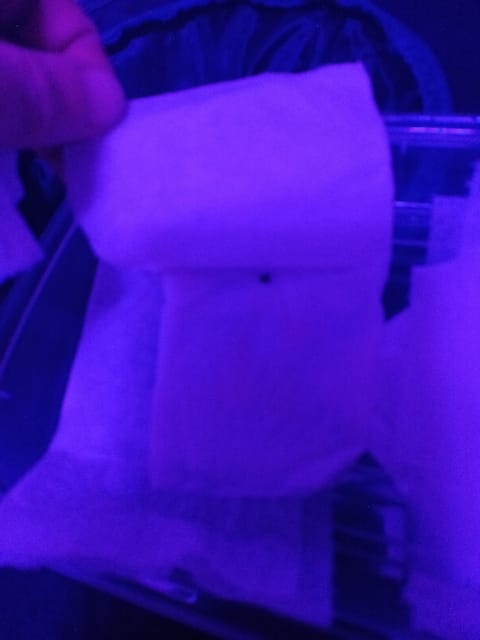 first grow — germination, day 1