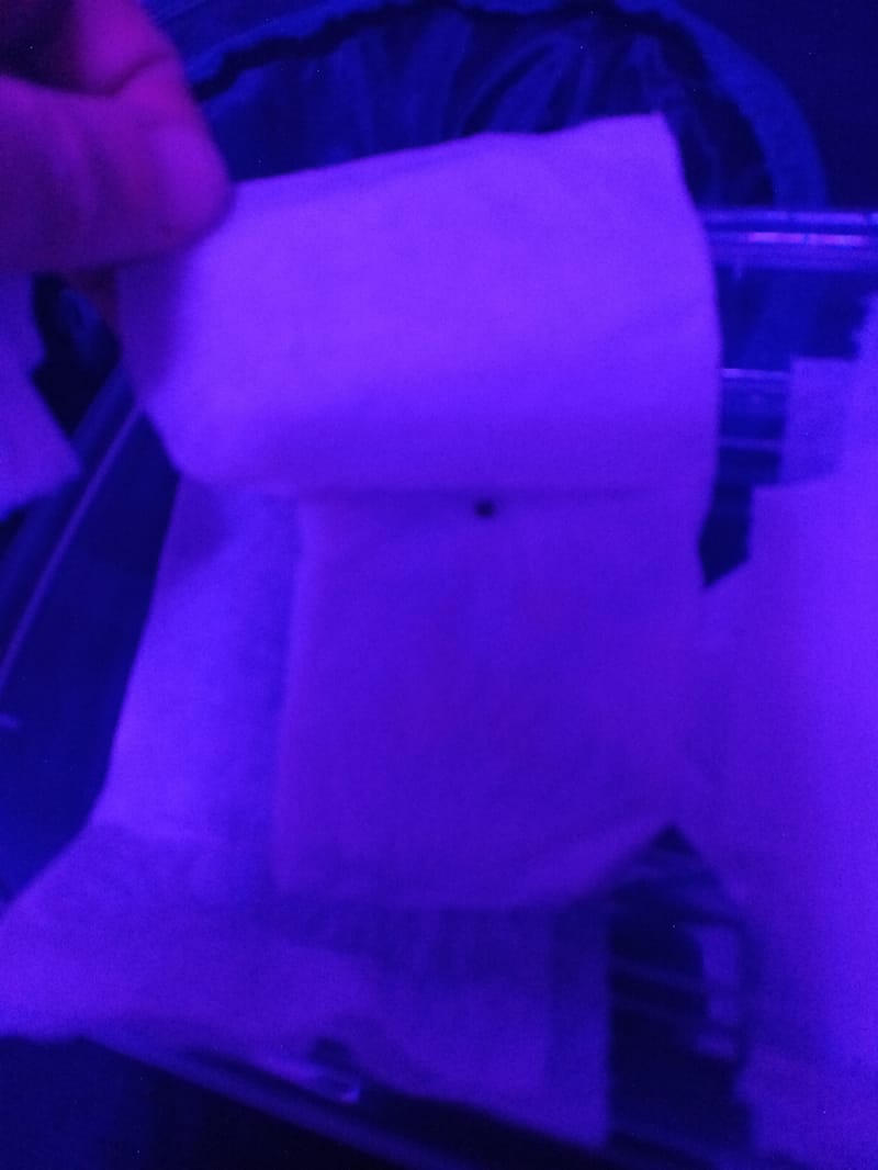 first grow