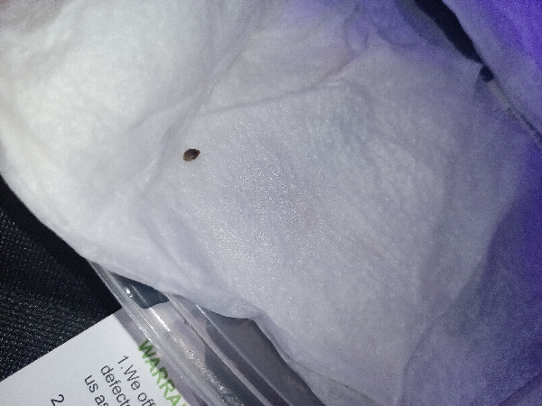 first grow — germination, day 1