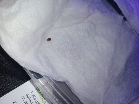 first grow — germination, day 1