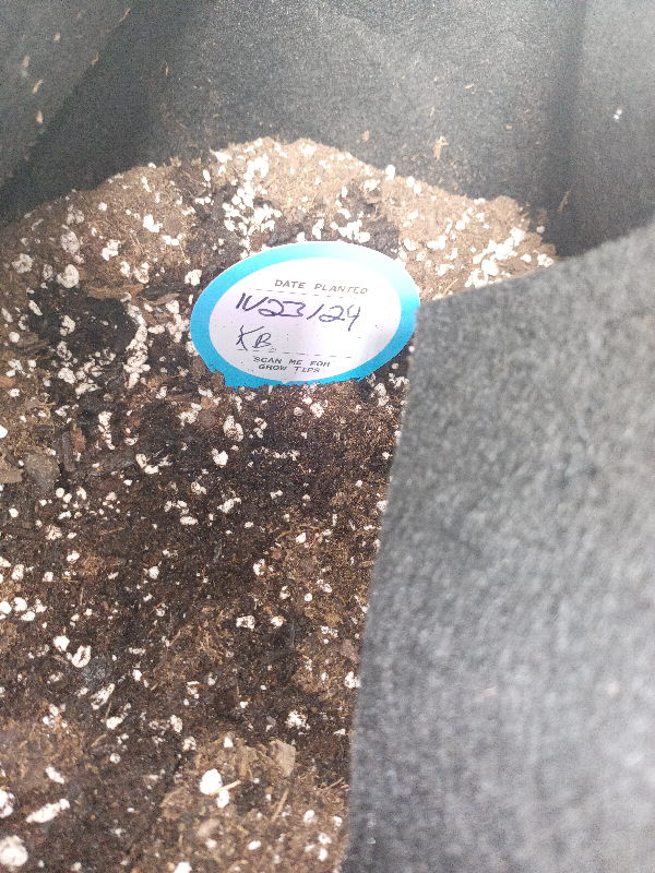 first grow — germination, day 3