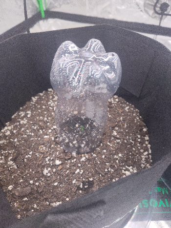 Grow 3 — germination, day 1