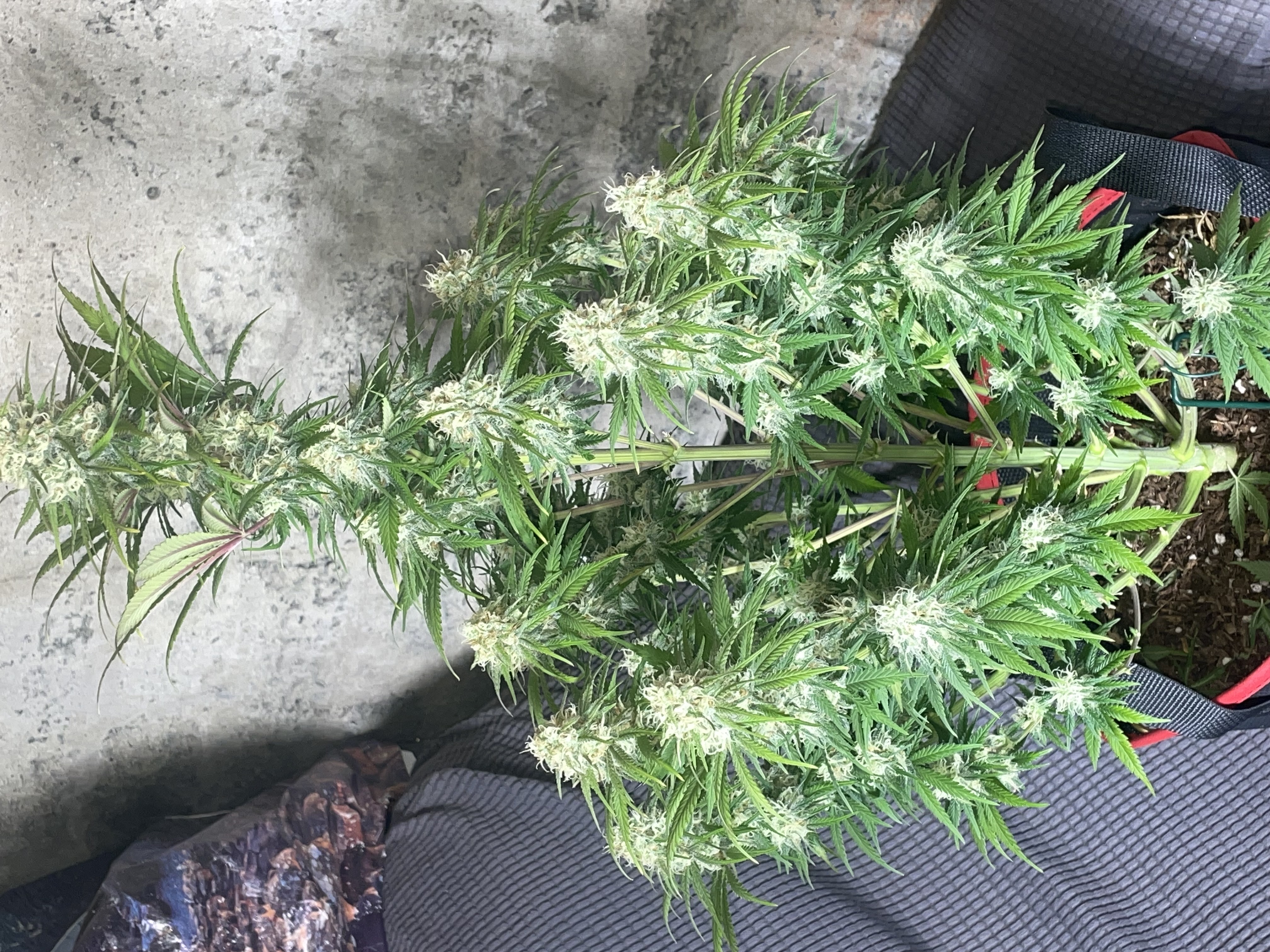 Northern lights taking off  — flower, day 23