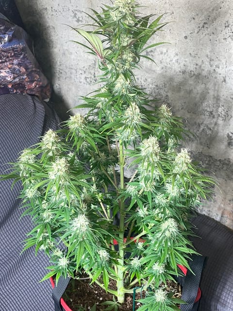Northern lights taking off — flower, day 23