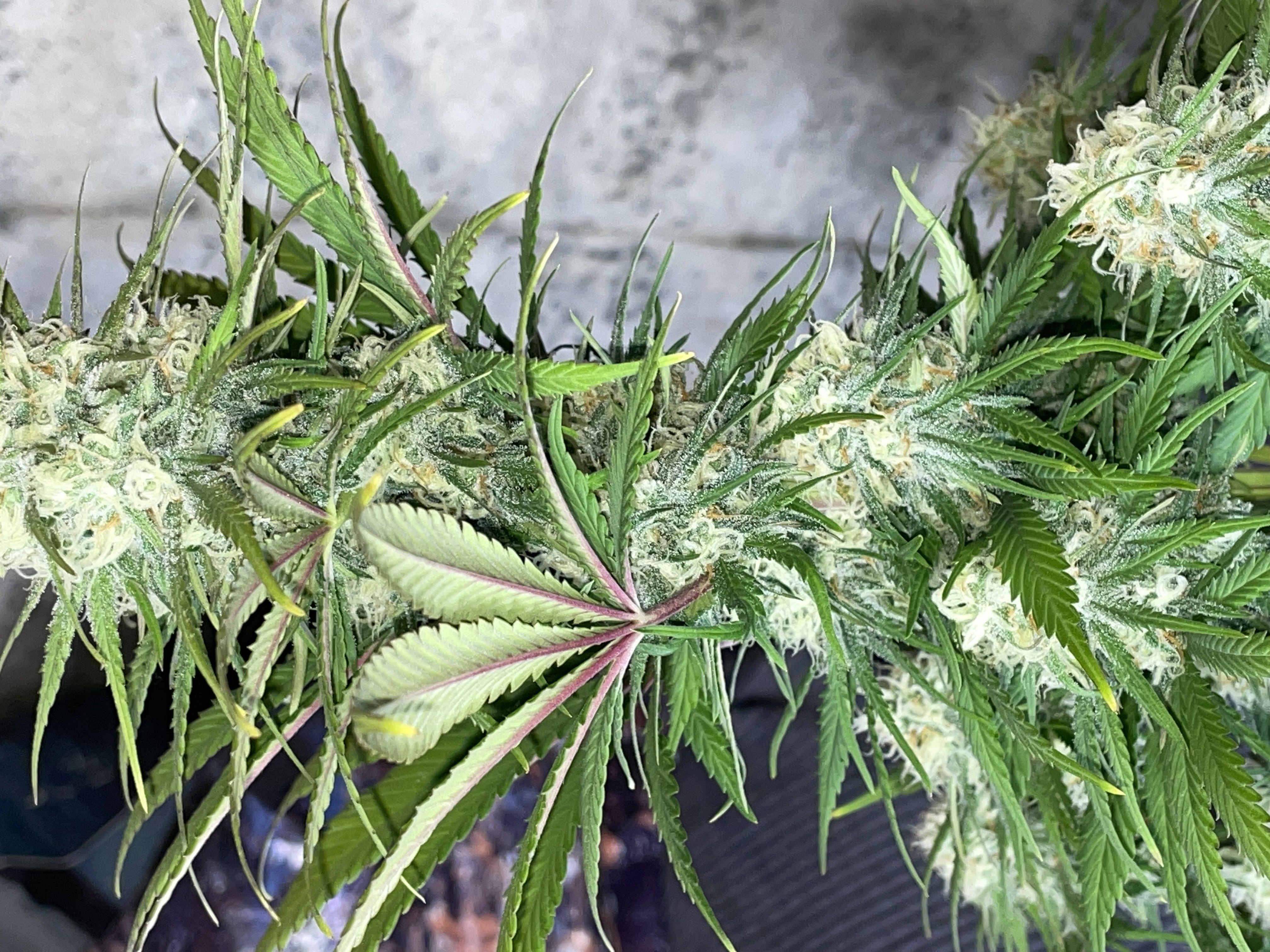 Northern lights taking off  — flower, day 23