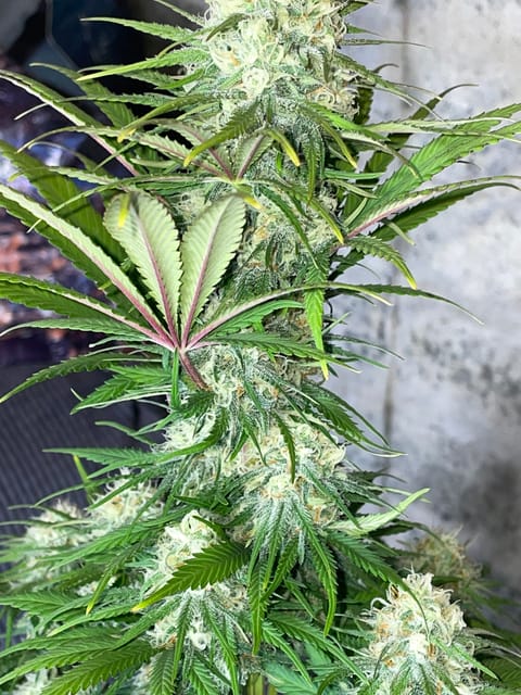 Northern lights taking off — flower, day 23