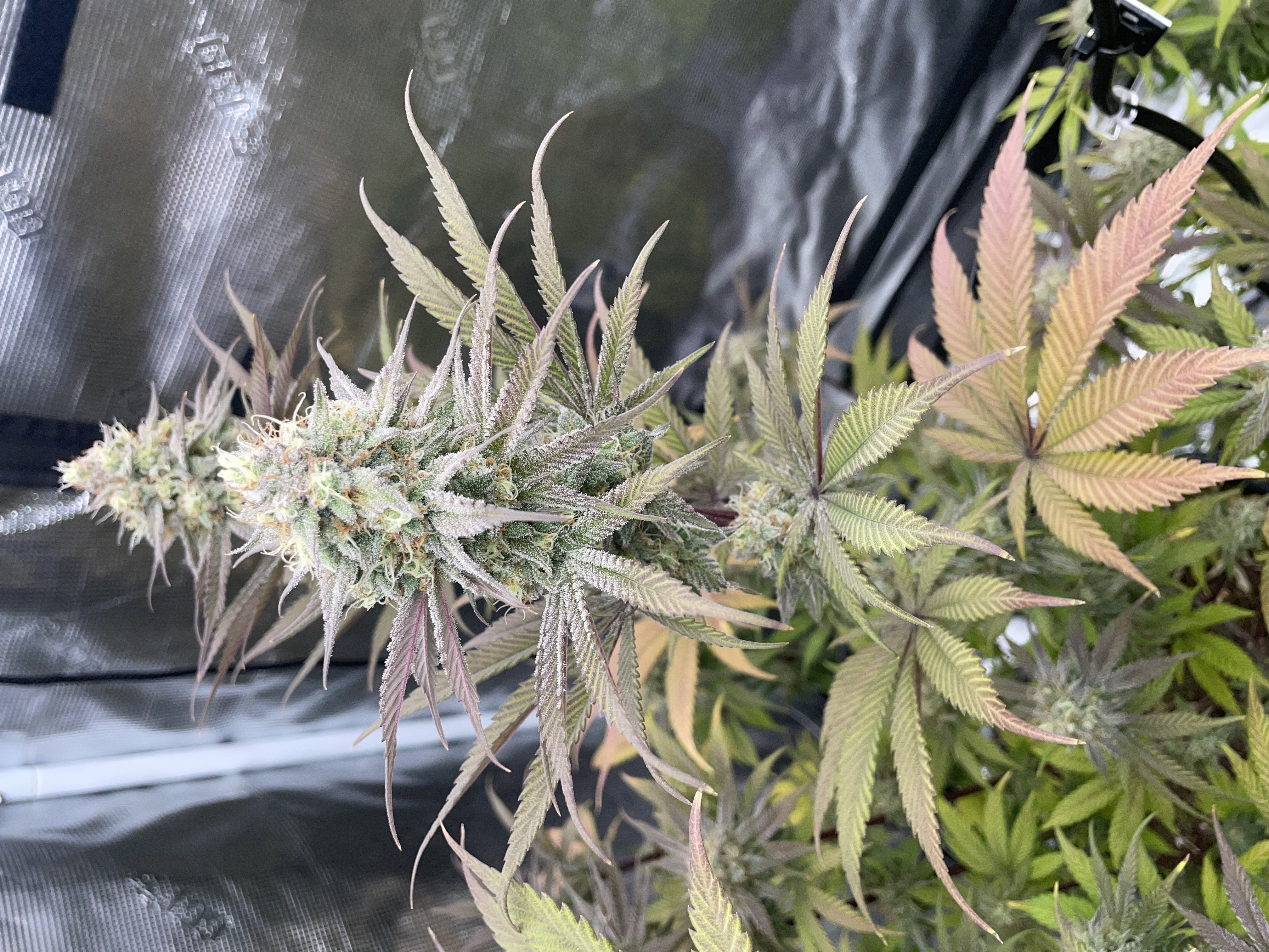 Northern lights taking off  — flower, day 27