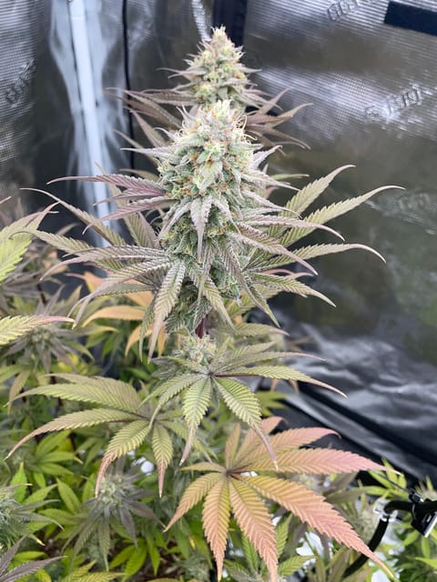 Northern lights taking off — flower, day 27
