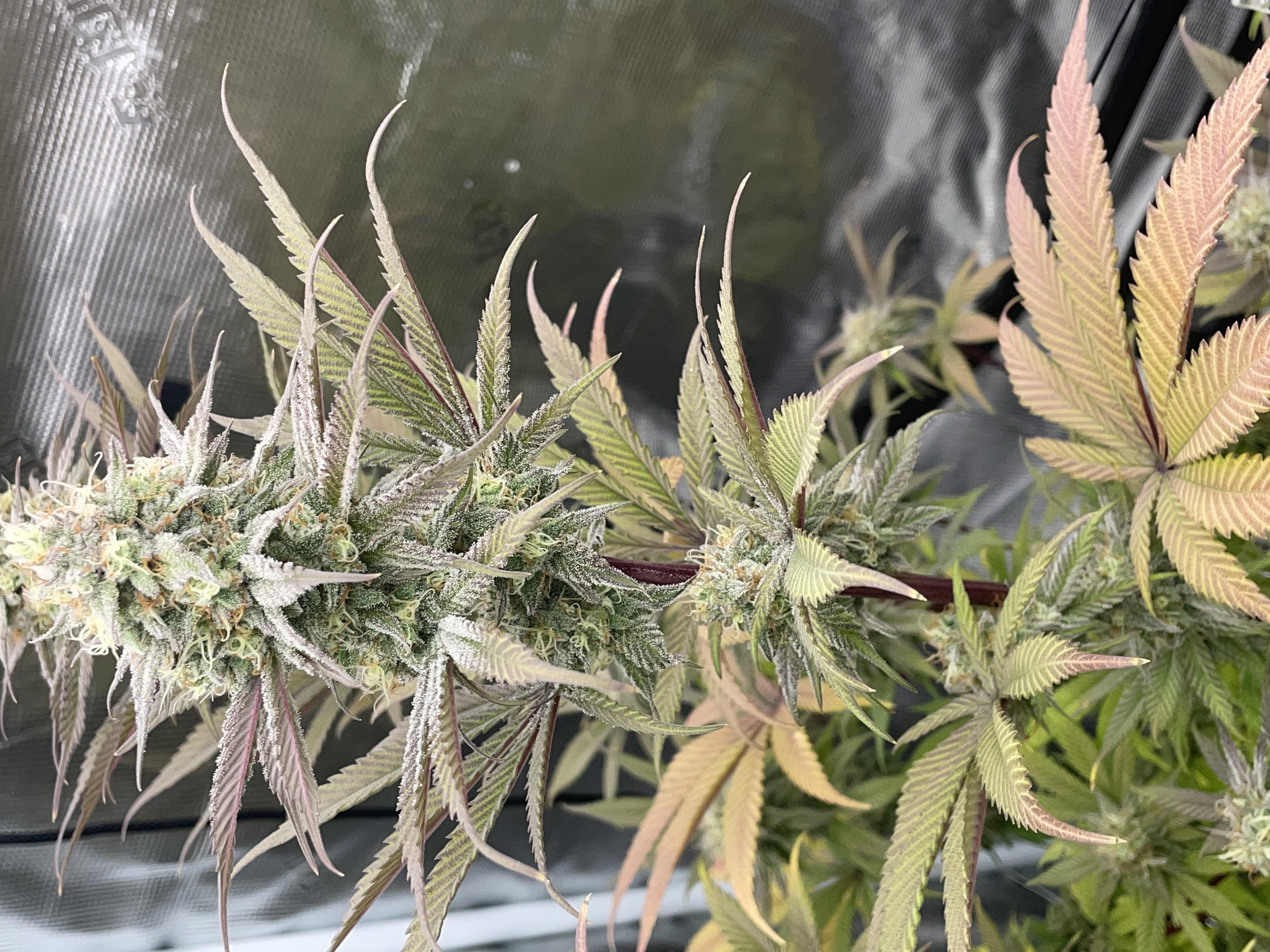 Northern lights taking off  — flower, day 27