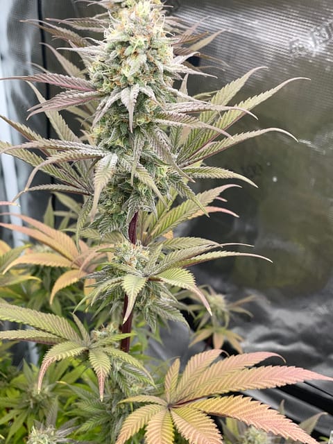 Northern lights taking off — flower, day 27