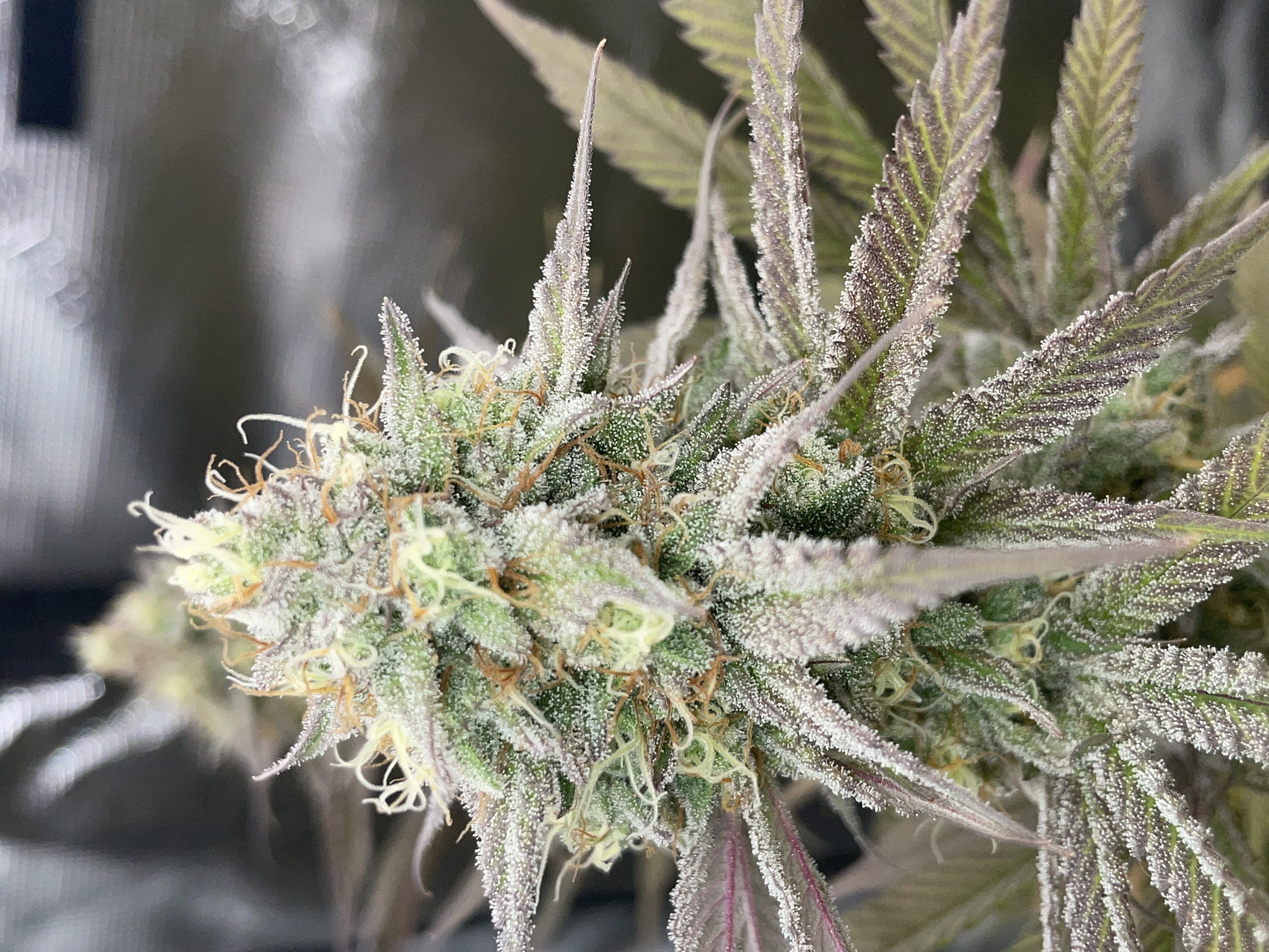 Northern lights taking off  — flower, day 27