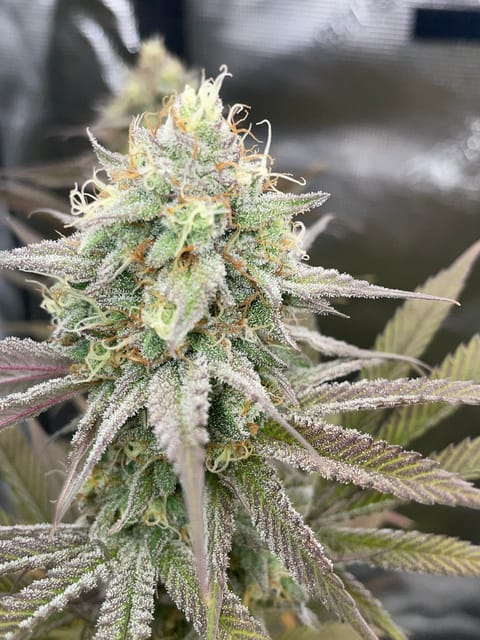 Northern lights taking off — flower, day 27