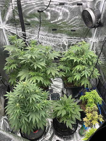 Northern lights taking off  — flower, day 1