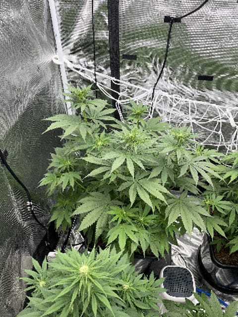 Northern lights taking off — flower, day 1