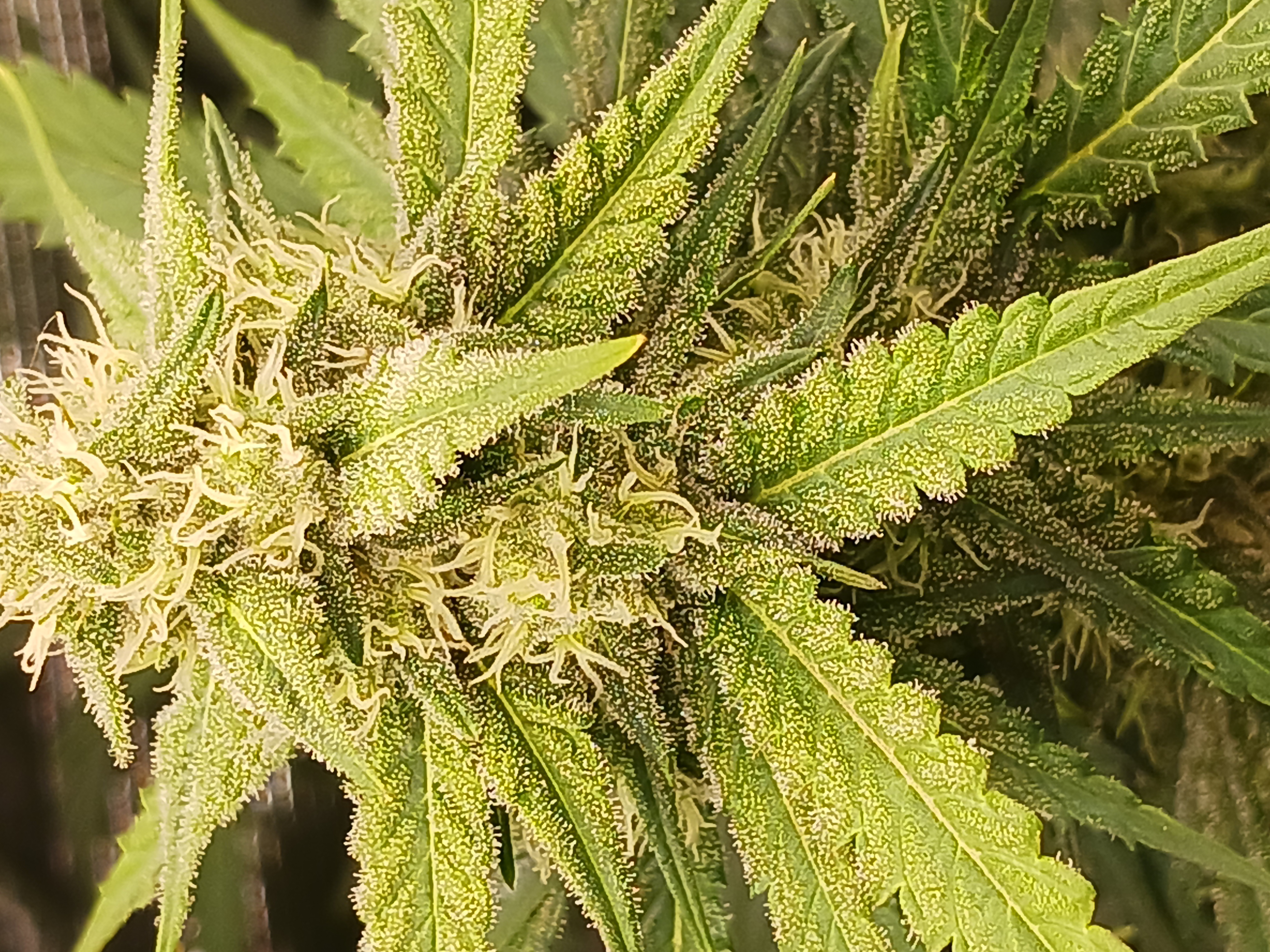first grow 