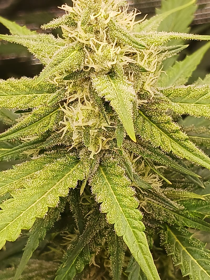 first grow 