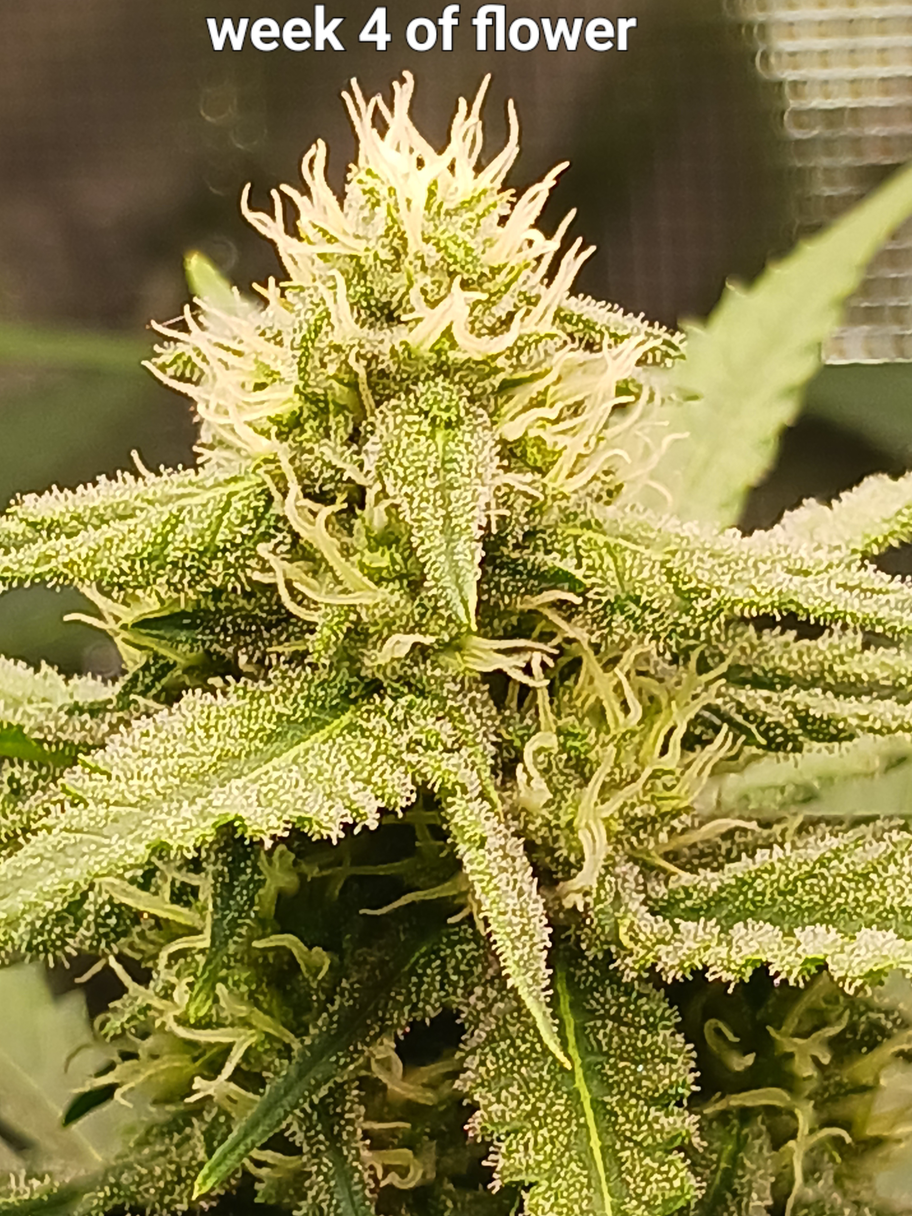 first grow  — done, day 1