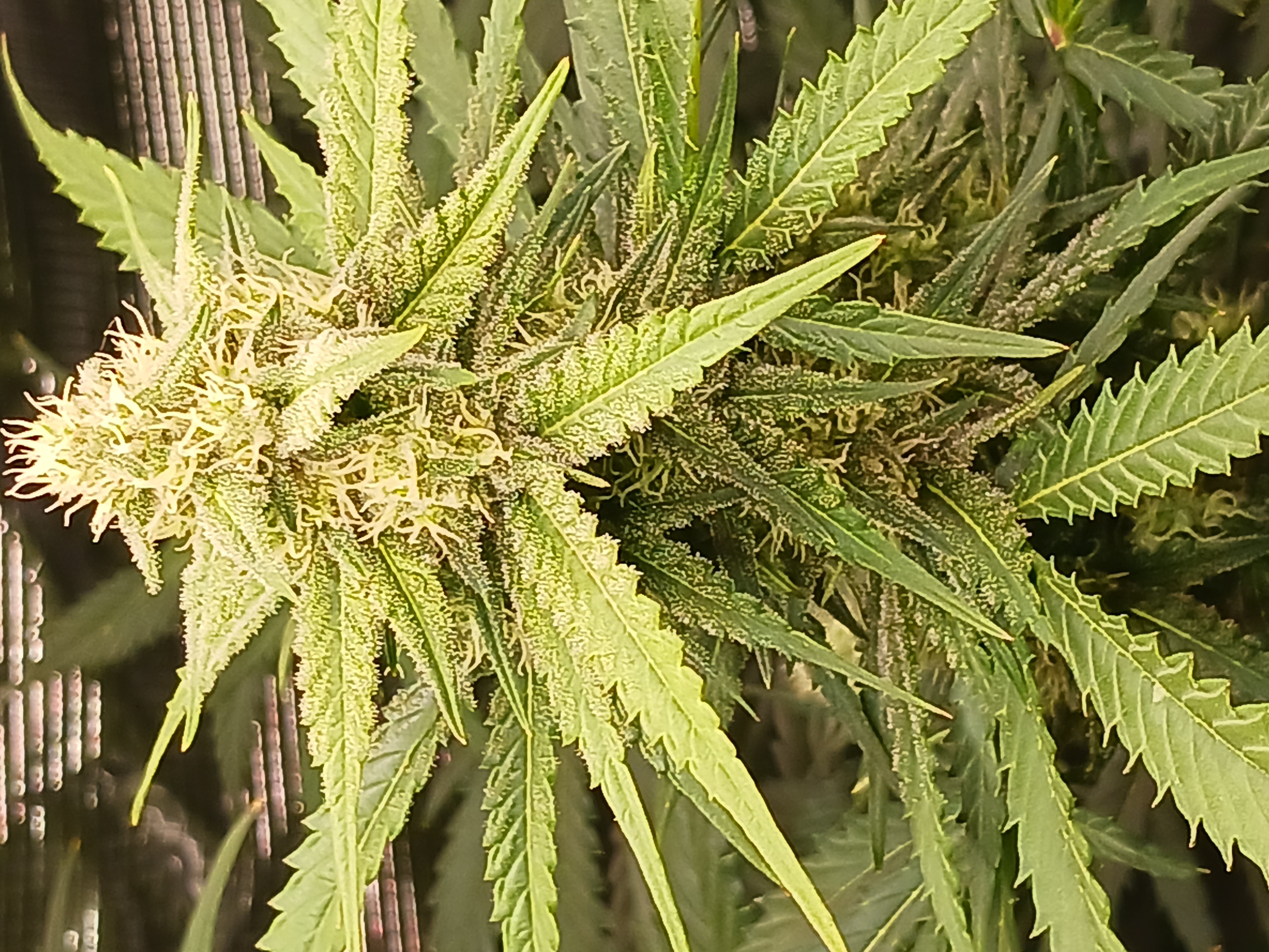 first grow  — done, day 1