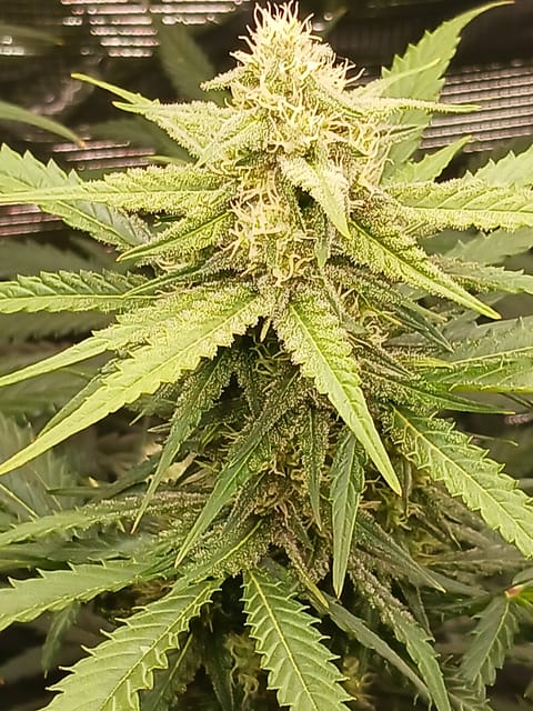 first grow  — done, day 1