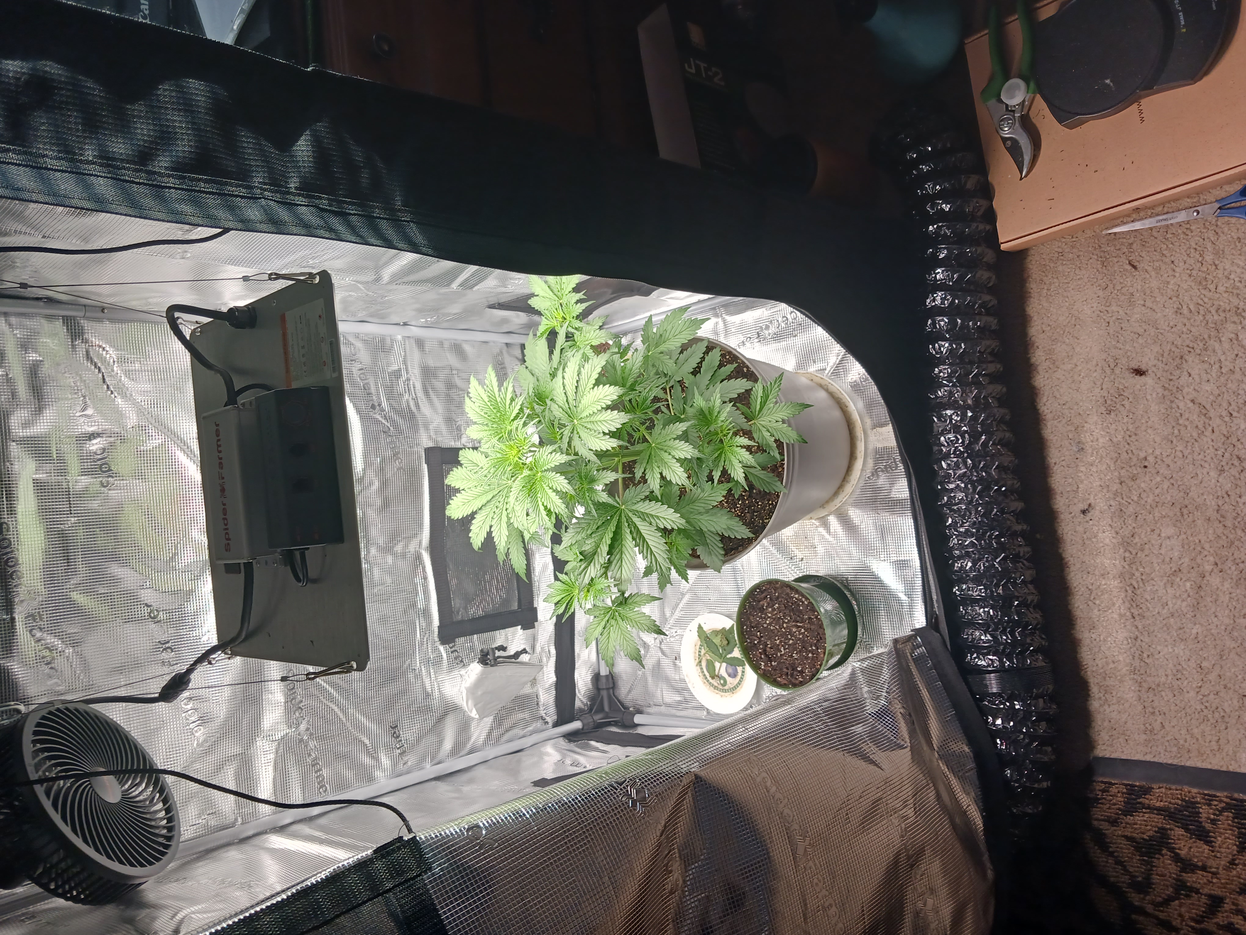 black gorilla feminized 