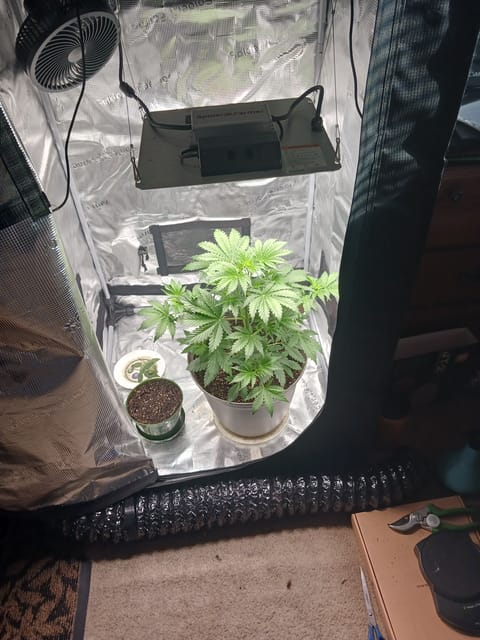 black gorilla feminized — vegetative, day 1