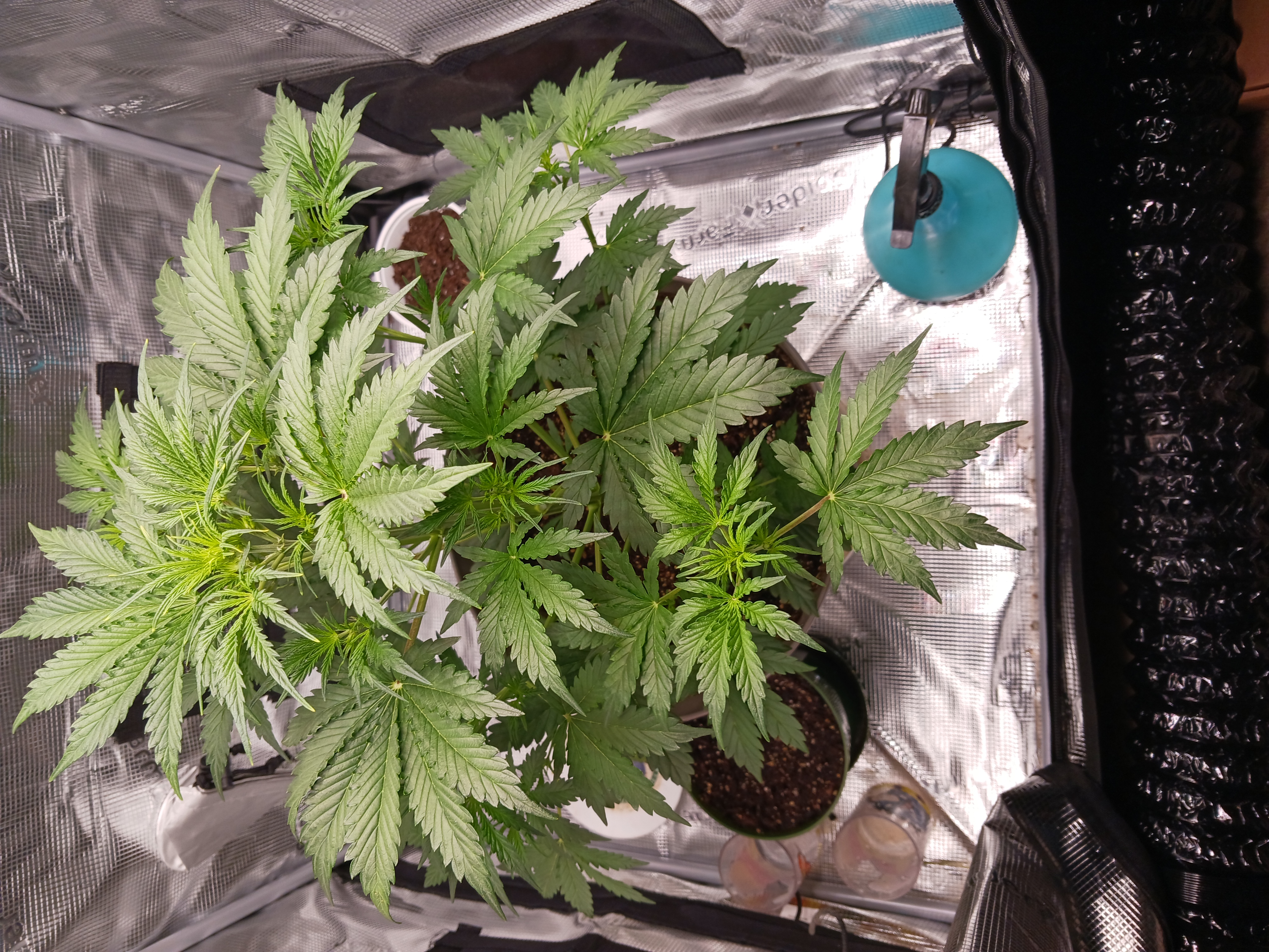black gorilla feminized  — vegetative, day 3