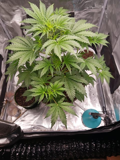black gorilla feminized — vegetative, day 3