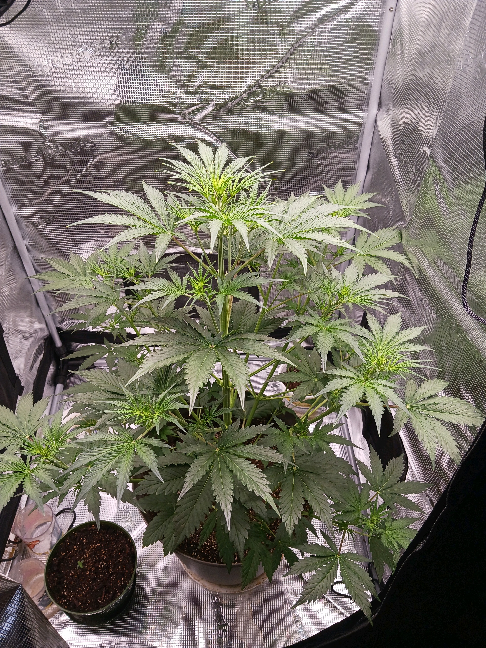 black gorilla feminized  — vegetative, day 5