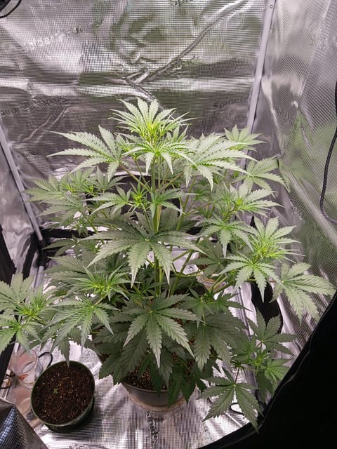 black gorilla feminized — vegetative, day 5