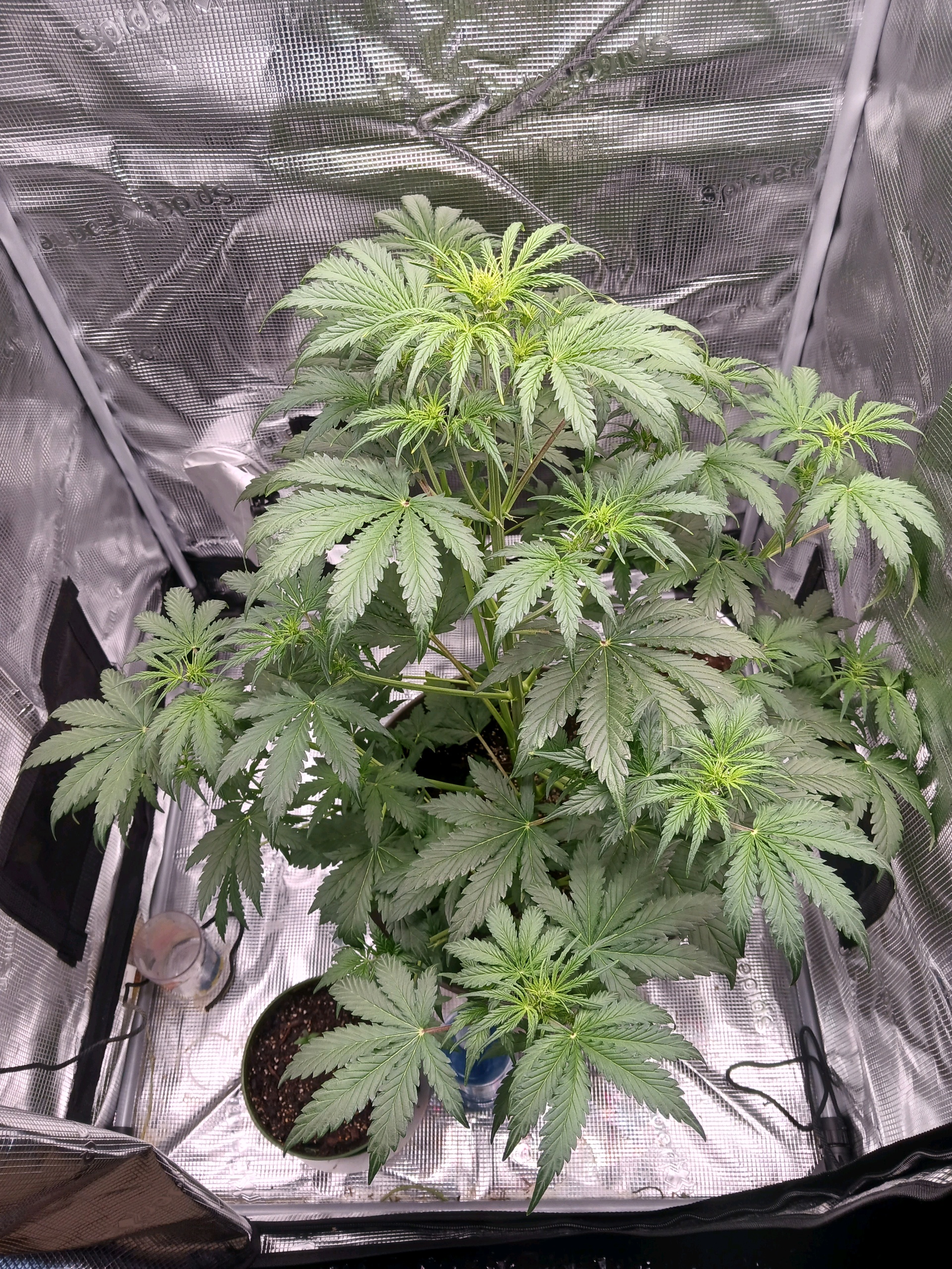 black gorilla feminized  — flower, day 6