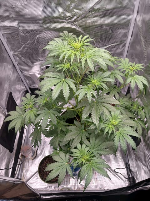 black gorilla feminized — flower, day 6
