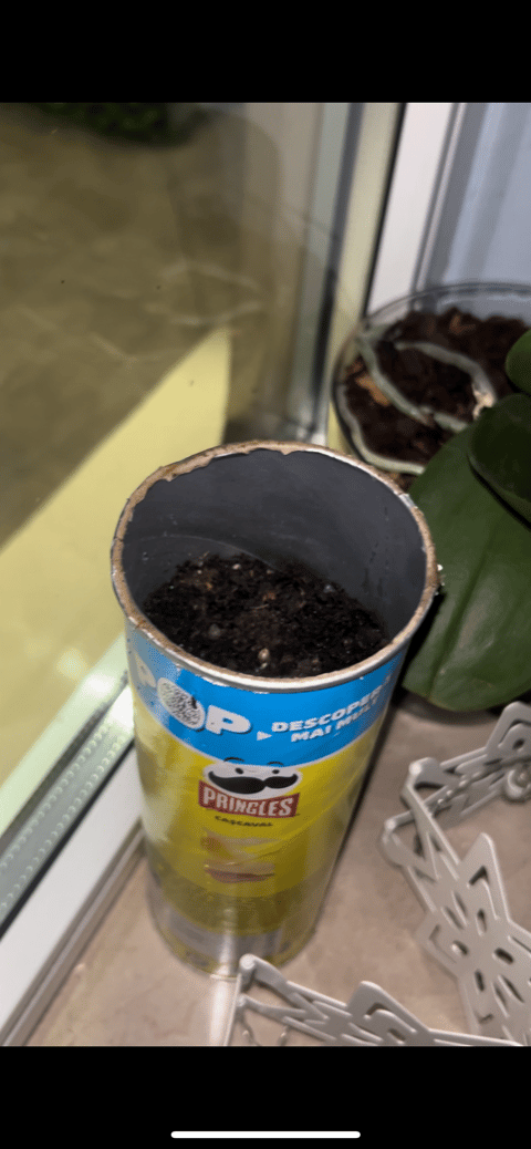 pringles grow