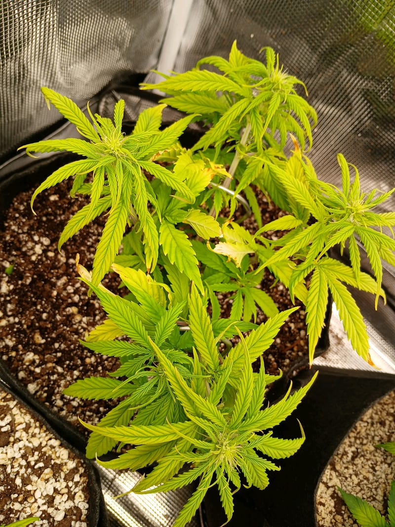 Auto Mystery 4 