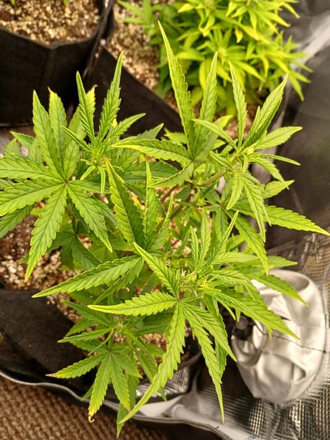Auto Mystery 4  — flower, day 4
