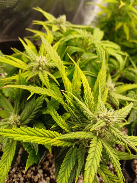 Auto Mystery 4  — flower, day 8