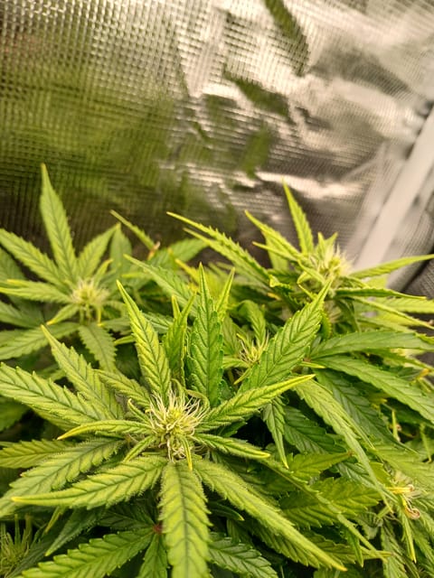 Auto Mystery 4  — flower, day 10
