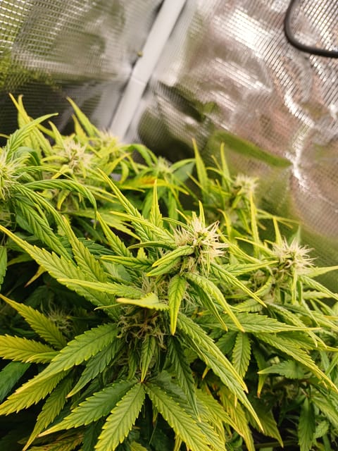 Auto Mystery 4  — flower, day 15