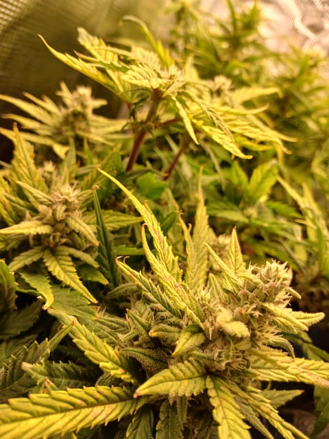 Auto Mystery 4  — flower, day 15