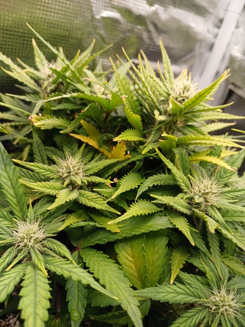 Auto Mystery 4  — flower, day 15