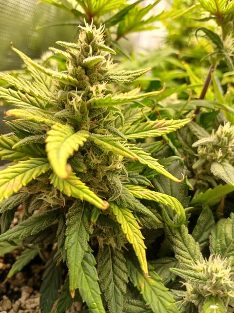 Auto Mystery 4  — flower, day 18