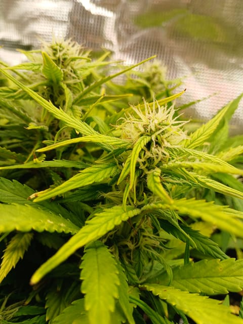 Auto Mystery 4  — flower, day 18