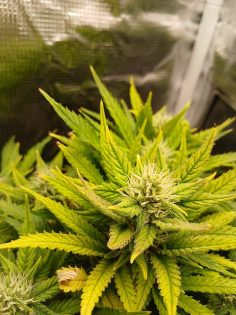 Auto Mystery 4  — flower, day 18