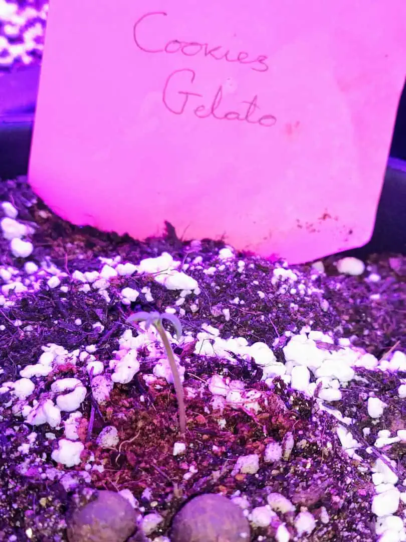 first time r — seedling_rooting, day 5