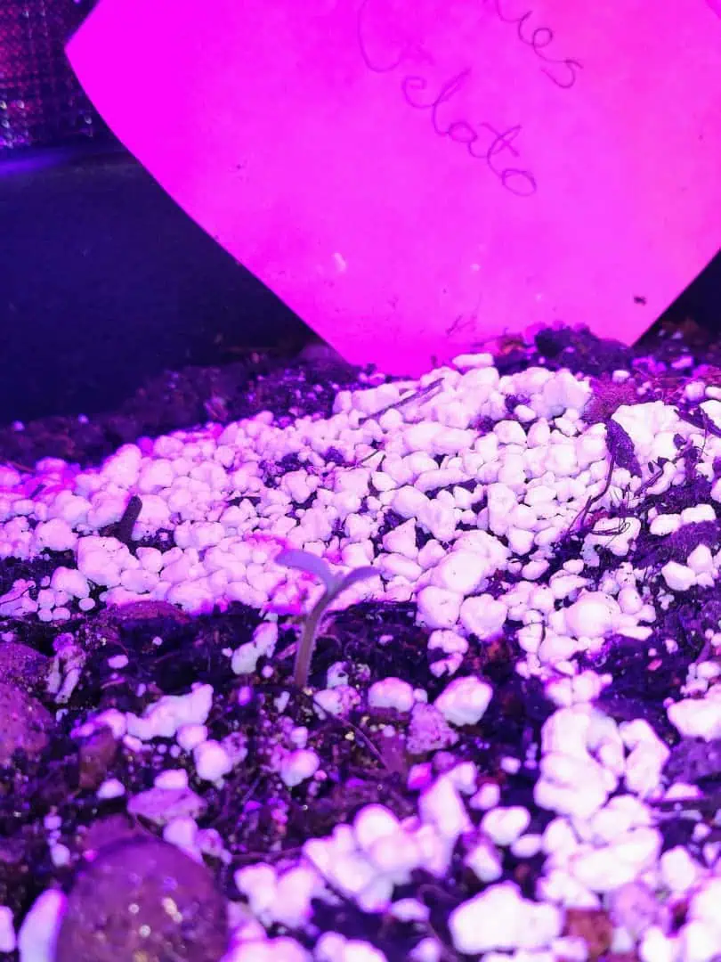 first time r — seedling_rooting, day 5