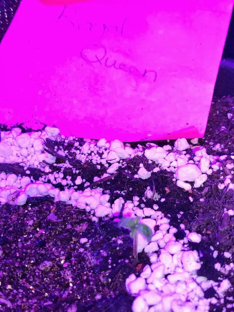 first time r — seedling_rooting, day 5