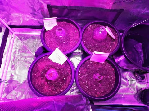 first time r — germination, day 1