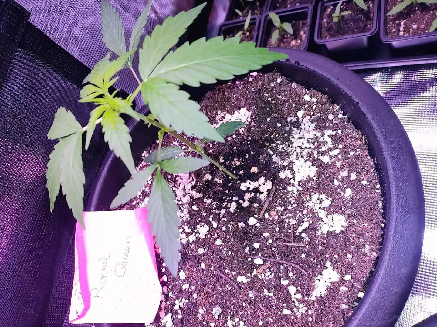 first time r — vegetative, day 33